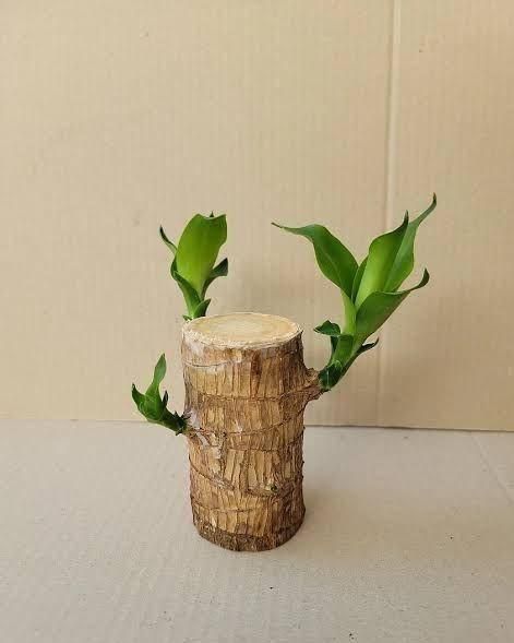 Brazilian Lucky Wood Mini Home Plant Decorations